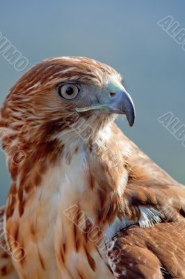 Eagle of red tail (Buteo jamaicensis)
