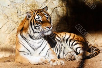 Bengal tiger
