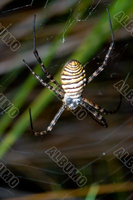 Spider, Argiope bruennichi