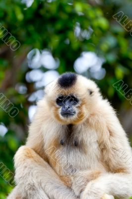 Gibbon of golden cheeks, Nomascus gabriellae