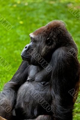Gorilla of coast,  Gorilla gorilla