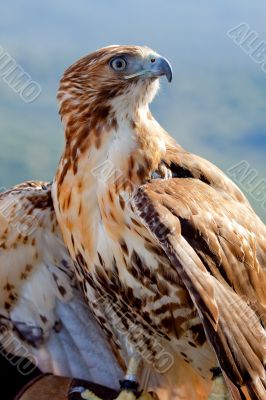 Eagle of red tail (Buteo jamaicensis)