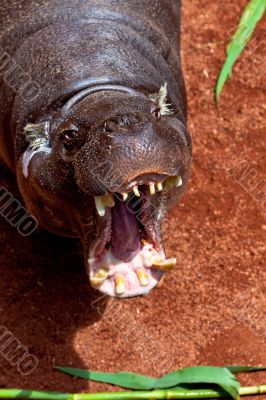 Hippopotamus pigmy, Hexaprotodon liberiensis