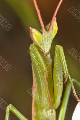 mantis (Apteromantis aptera)