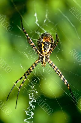 Spider, Argiope bruennichi