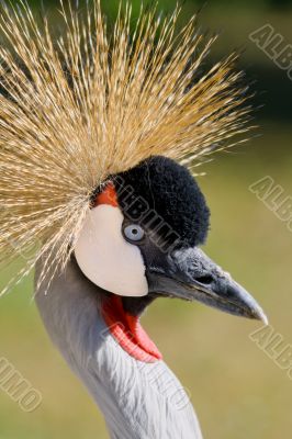 Common crane (Grus Grus)