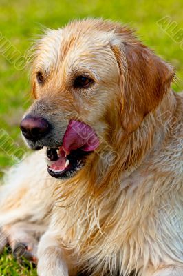 Golden Retriever