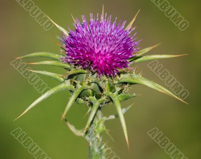 Thistle