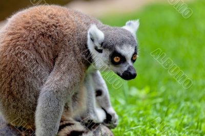 Lemur of ring-shaped tail ,Lemur catta