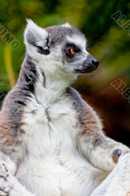 Lemur of ring-shaped tail ,Lemur catta