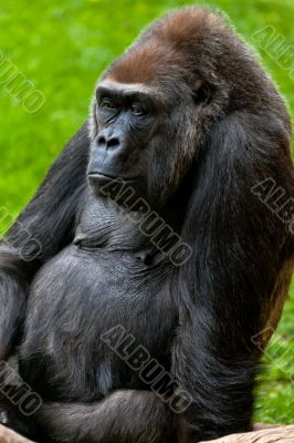 Gorilla of coast,  Gorilla gorilla