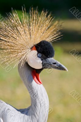 Common crane (Grus Grus)
