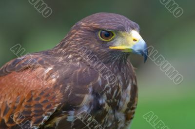Harris`s falcon ( Parabuteo unicintus )