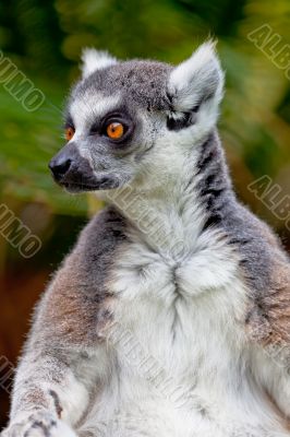 Lemur of ring-shaped tail ,Lemur catta