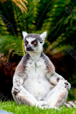 Lemur of ring-shaped tail ,Lemur catta
