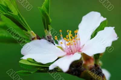 Flower  Almond Tree