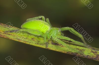 spider -micrommata virescens