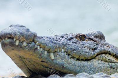 A nile crocodile, Crocodylus niloticus