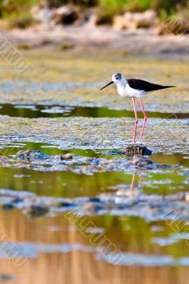 Black-Winged Stilt