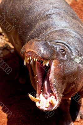 Hippopotamus pigmy, Hexaprotodon liberiensis