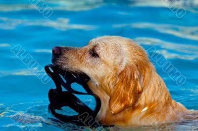 Golden Retriever swimming