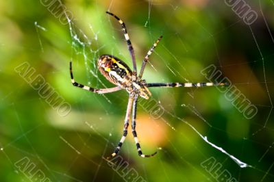 Spider, Argiope bruennichi