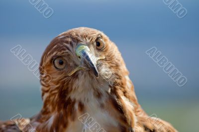 Eagle of red tail (Buteo jamaicensis)
