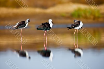 Black-Winged Stilt
