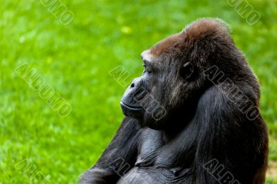 Gorilla of coast,  Gorilla gorilla