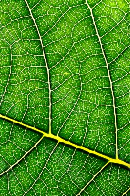 Leaf texture