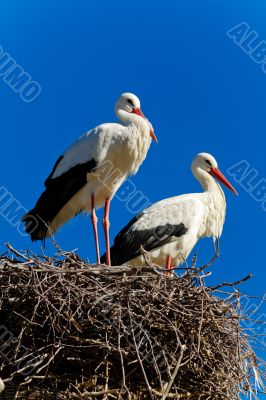 white stork