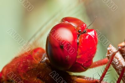 Dragonfly ( sympetrum sp )