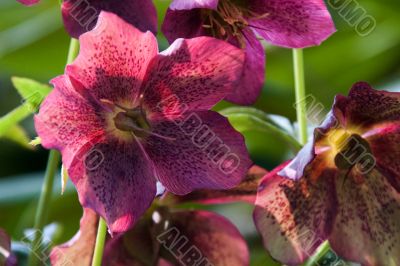 Helleborus niger
