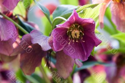 Helleborus niger