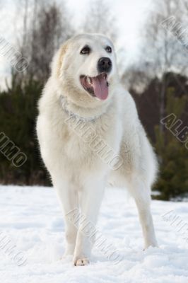 Central asian shepherd dog breed is on the snow