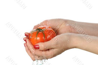 Tomato in palms