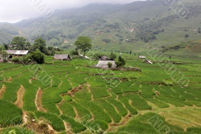 Rice field