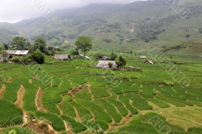 Rice field