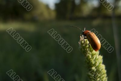 Bug takeoff