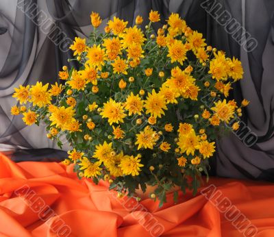Chrysanthemum in pot