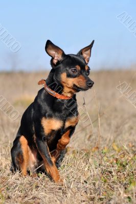 miniature pinscher