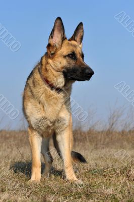 german shepherd