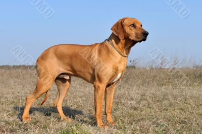 rhodesian ridgeback