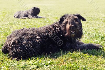 Bouvier des Flandres
