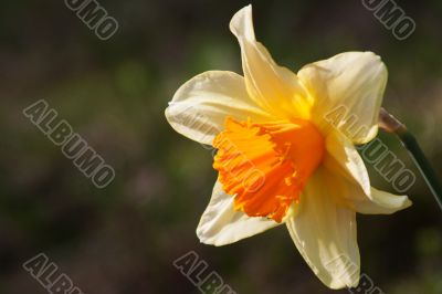 Daffodil (Narcissus)