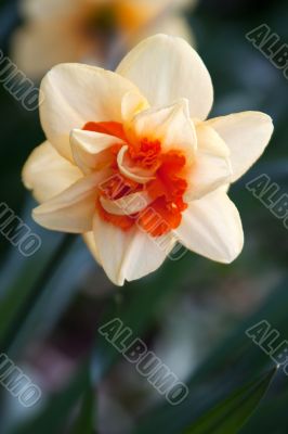 Daffodil (Narcissus)