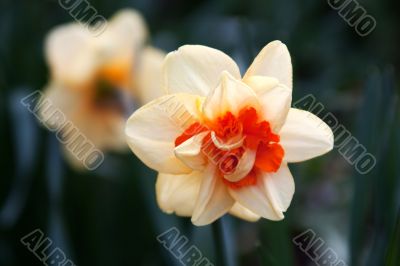 Daffodil (Narcissus)