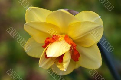 Daffodil (Narcissus)