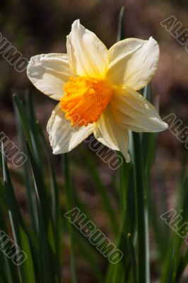 Daffodil (Narcissus)