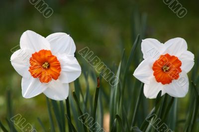 Daffodil (Narcissus)